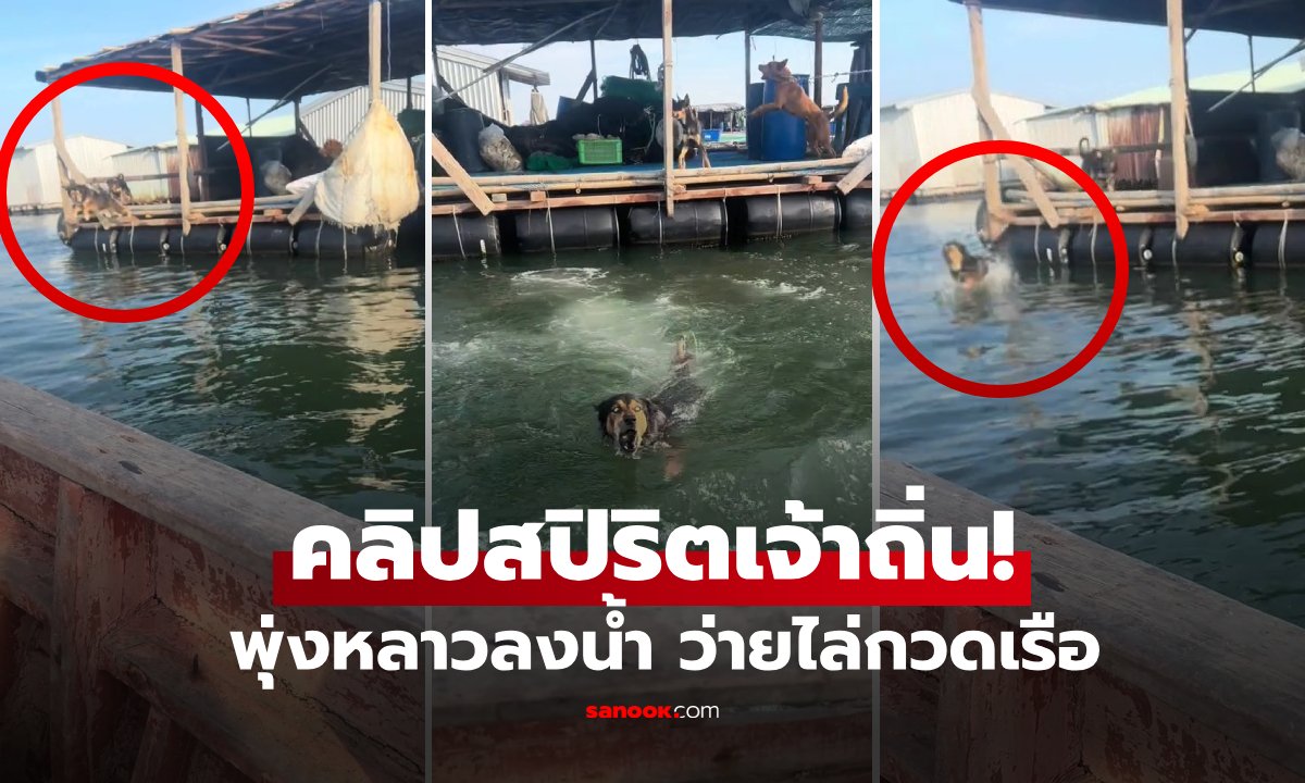 (영상) 차를 쫓을 길이 없자... 개는 '달...